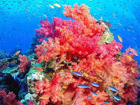 Coral reef | Earth Blog