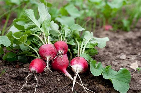 The Best Companion Plants for Parsnips | Gardener’s Path