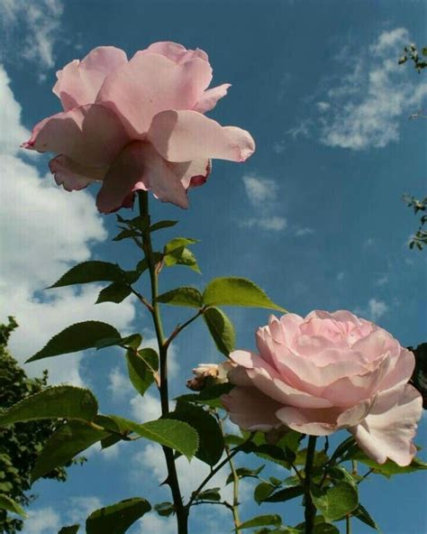 Pin by pug_jodido🍃🌸 on rosas nwn | Beautiful flowers wallpapers, Most beautiful flowers, Flowers