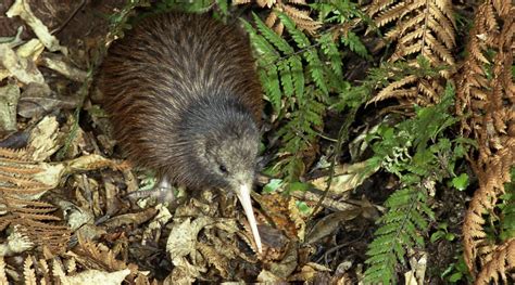 North Island brown kiwi - Alchetron, the free social encyclopedia