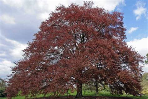 Fagus sylvatica 'Purpurea' (European Beech)