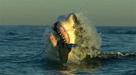 Will Discovery Channel’s Shark Week continue to swim in strange waters ...