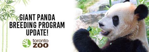 Giant Panda Breeding Program Update