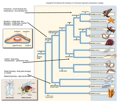 Pin by Addison Bowers on Education/School | Phylogenetic tree ...