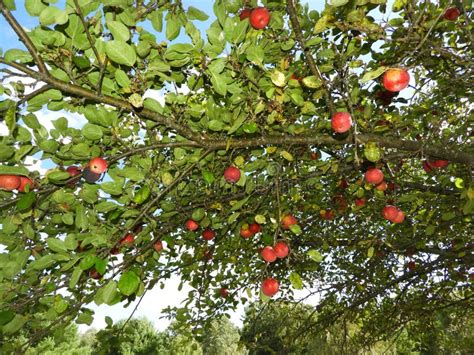 Apple Tree during Harvest Season in NYS Stock Photo - Image of lakes, juicy: 157982782