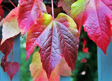 fall leaves, autumn colours, colors of autumn, colorful leaves, fall color, autumn, fall foliage ...