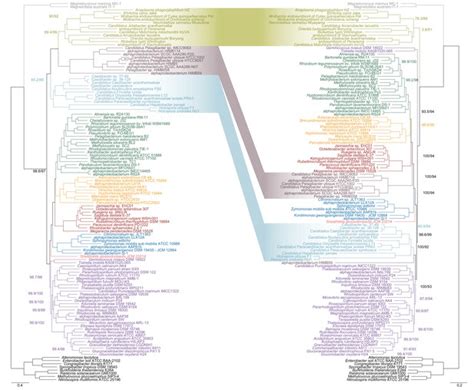 Figures and data in An updated phylogeny of the Alphaproteobacteria reveals that the parasitic ...