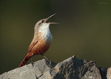 The Song of the Canyon Wren | BirdNote