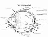 Anatomy Of The Eye Coloring Pages sketch template