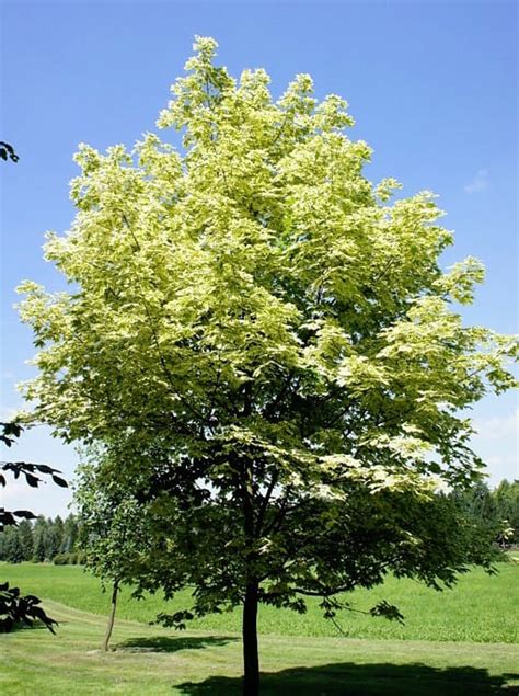 Acer 'Norway Maple' Variegated Maple 13" Pot - Hello Hello Plants & Garden Supplies