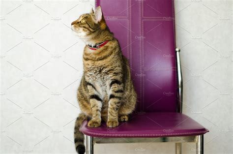 Tabby cat sitting on a chair containing chair, sitting, and on | High-Quality Animal Stock ...