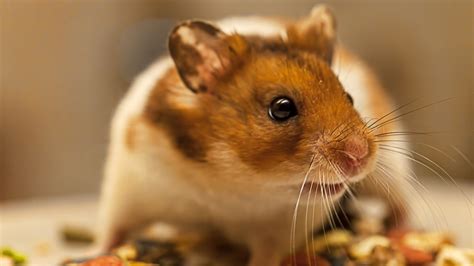 Hamster Diet: What Do Hamsters Eat? | BeChewy