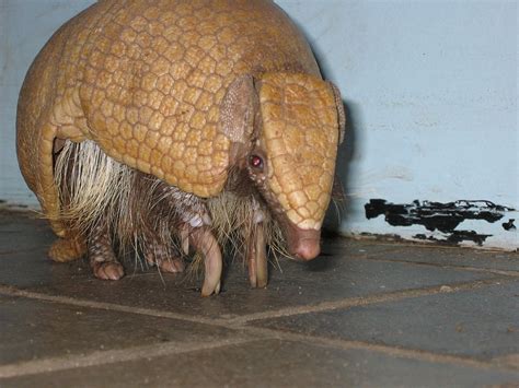 Brazilian three-banded armadillo - Wikipedia