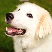 Great Pyrenees Rescue ― ADOPTIONS