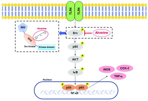 Putative inhibitory pathway for the anti-inflammatory action of ...