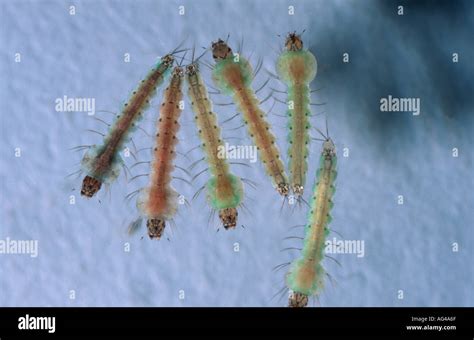 Anopheles atroparvus mosquito larvae in water viewed from above Stock Photo - Alamy