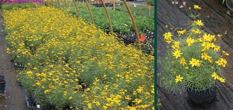 Zagreb Coreopsis | Johnson's Nursery | KB