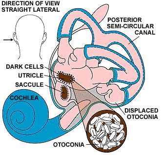 The Vestibular System - Dizzinessclass