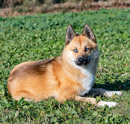 Pomsky Adoption in New Jersey: Pomsky Puppies for Sale in New Jersey ...