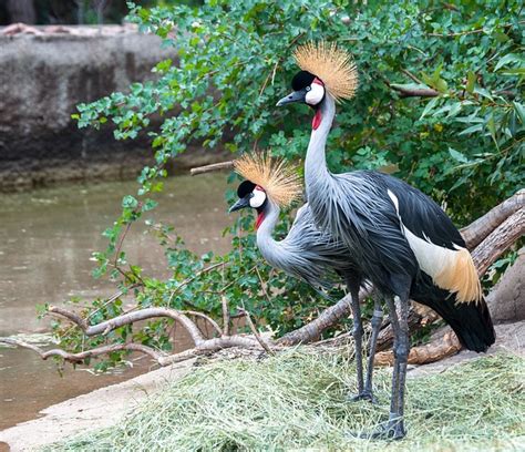 Grey Crowned Crane Balearica · Free photo on Pixabay