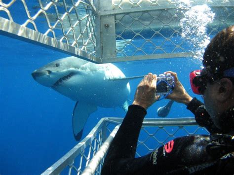 Shark Cage Diving in South Africa - all you need to know