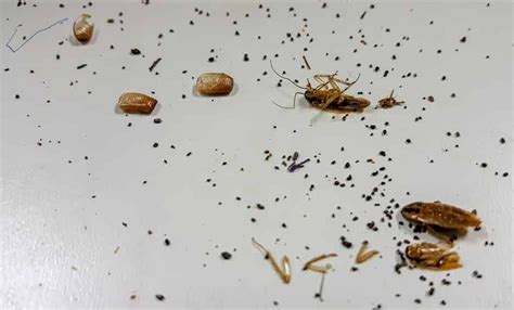 Cockroach Poop: Identifying Roach Droppings Mouse Droppings, 49% OFF