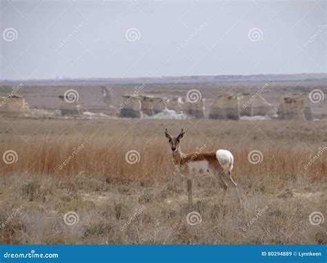 Pronghorn Deer stock image. Image of grasses, beautiful - 80294889