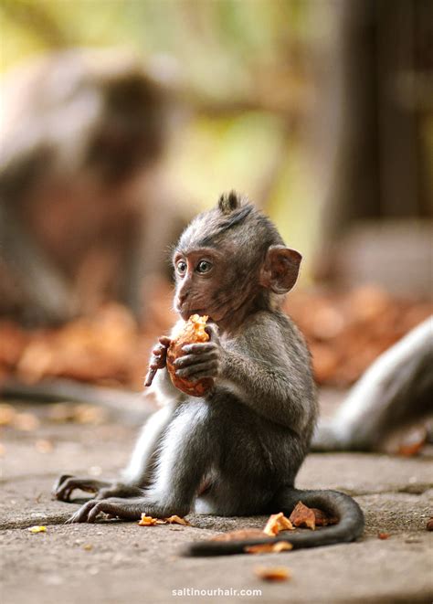 Ubud Monkey Forest – Complete Guide Bali's Sacred Sanctuary