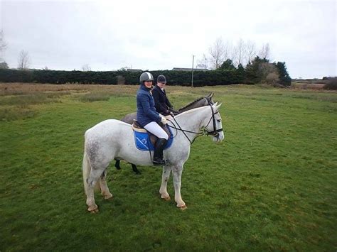 Horses For Sale – Horses in Ireland