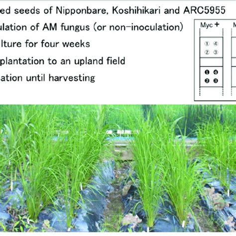 Design of the field experiment conducted in 2011. | Download Scientific Diagram