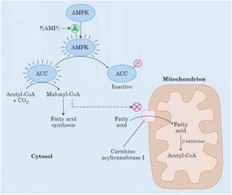 Adiponectin Acts through AMPK - Amino Acids - 78 Steps Health Journal