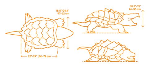 Alligator Snapping Turtle (Macrochelys temminckii) Dimensions & Drawings | Dimensions.com