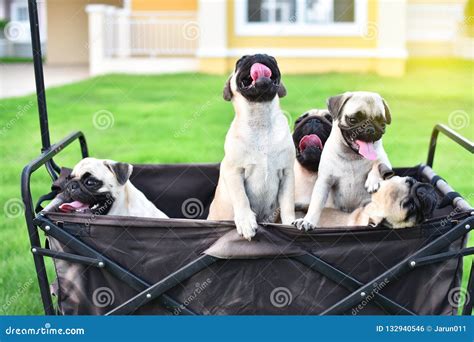 Cute Pug family in truck stock photo. Image of parent - 132940546