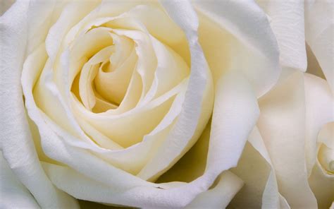 White Rose Wallpapers - Top Free White Rose Backgrounds - WallpaperAccess