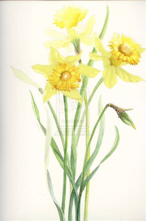 Daffodil Watercolor Paintings - Bing images | Daffodils, Daffodil flower, Watercolor flowers