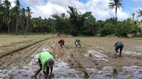 How to plant rice in the Philippines - YouTube