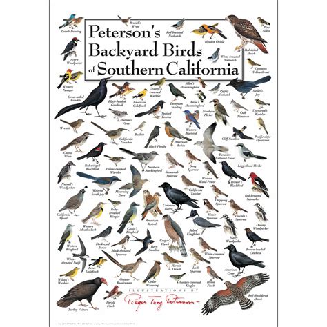 Peterson’s Backyard Birds of Southern California - Poster - Earth Sky ...