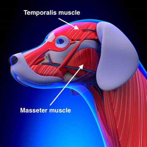 Masticatory Myositis In Dogs - Causes, Symptoms, And Treatments ...