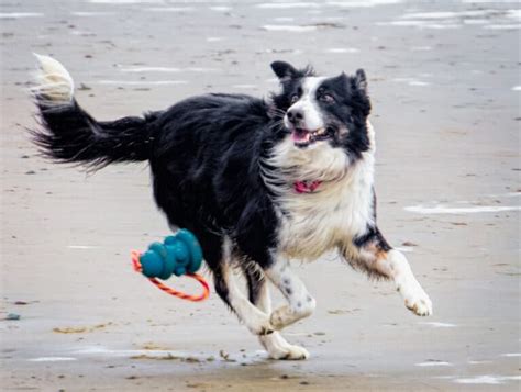 27 Pup Popular Dog-Friendly Beaches in California