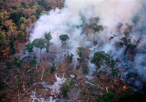 Deforestation Disguised as Agriculture in Cambodia