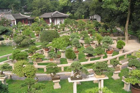 File:Bonsai forest at the gardens of pagoda Yunyan Ta.jpg - Wikipedia