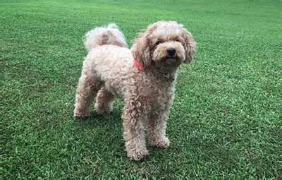 The Bichon Frise Poodle Mix (Poochon): Facts/Information