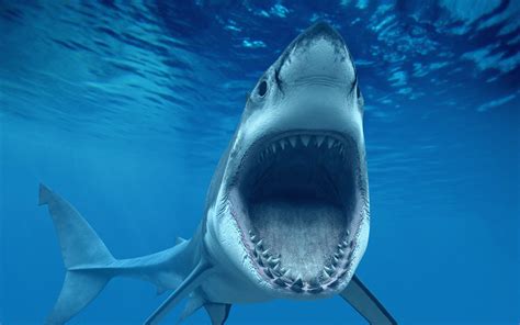 Shark Wallpapers HD Backgrounds, Images, Pics, Photos Free Download - Baltana