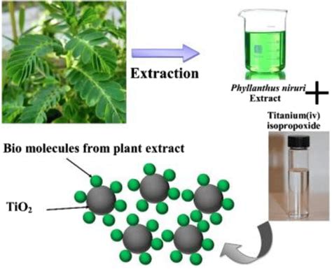 Green Synthesis Of Tio2 Nanoparticles From Syzygium C - vrogue.co