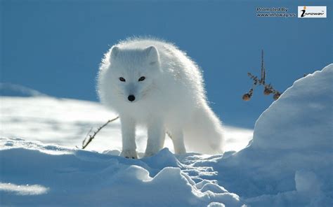 white fox animal | white fox animal | Matthew Smith | Flickr