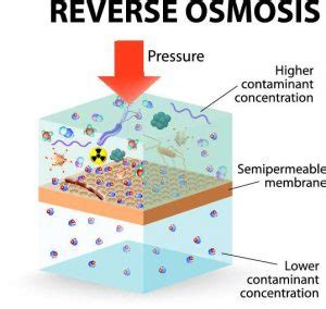 Osmosis in Plants: What Does it Mean? | Udemy Blog