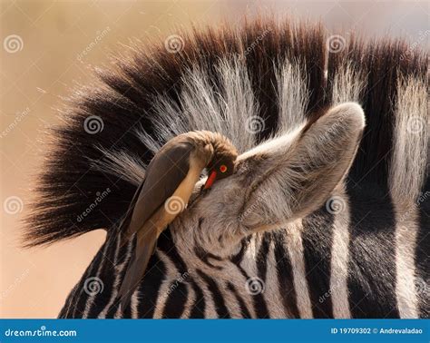 Zebra and Oxpecker stock photo. Image of grass, closeup - 19709302