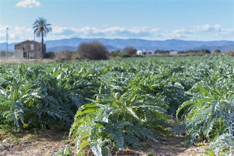 Health Benefits of Artichokes: Why they Should be in Your Garden - The Habitat