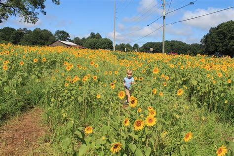 Tips for Visiting the Sunflower Farm | Sunshine and Holly