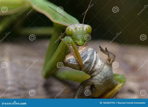 Praying Mantis Eating Lizard - Mantis Religiosa Stock Image - Image of ...